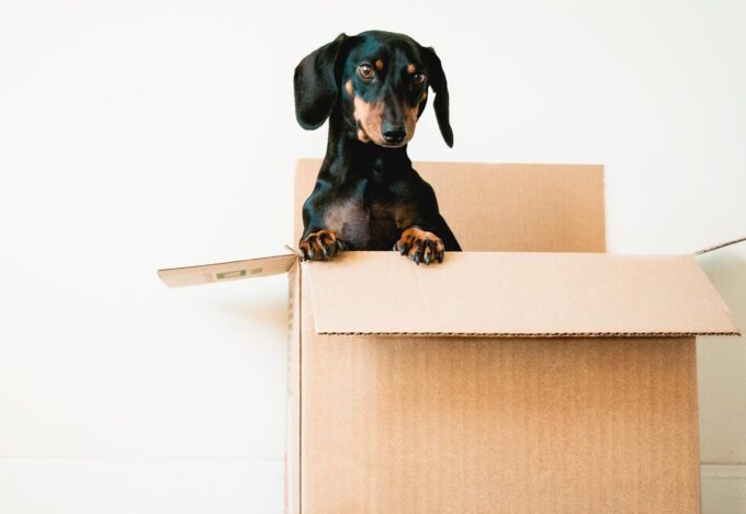 Dog in moving box