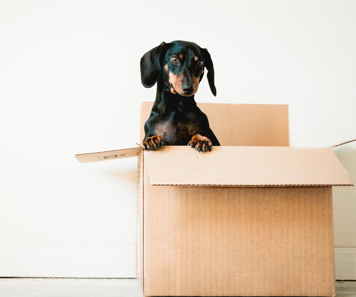 Dog in moving box